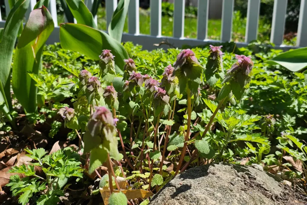A Walk With A Beekeeper: The Purple Edition 6 purple deadnettle growing in a garden bed