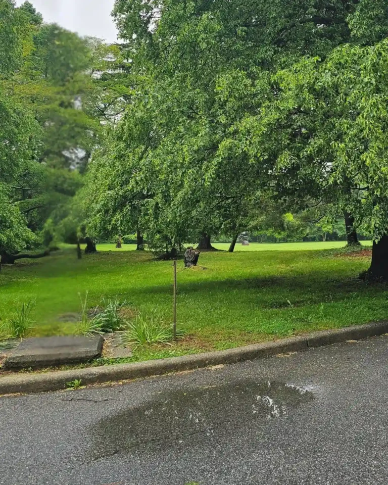 Rainy path near tulip poplar trees at the Nassau County Museum of Art during Memorial Day weekend rain