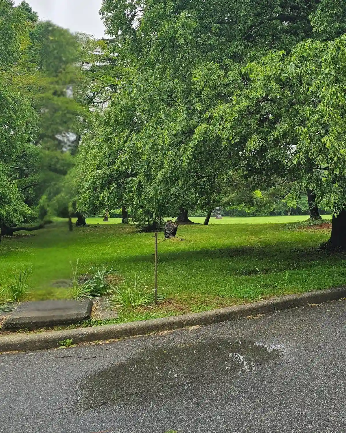 Rainy path near tulip poplar trees at the Nassau County Museum of Art during Memorial Day weekend rain