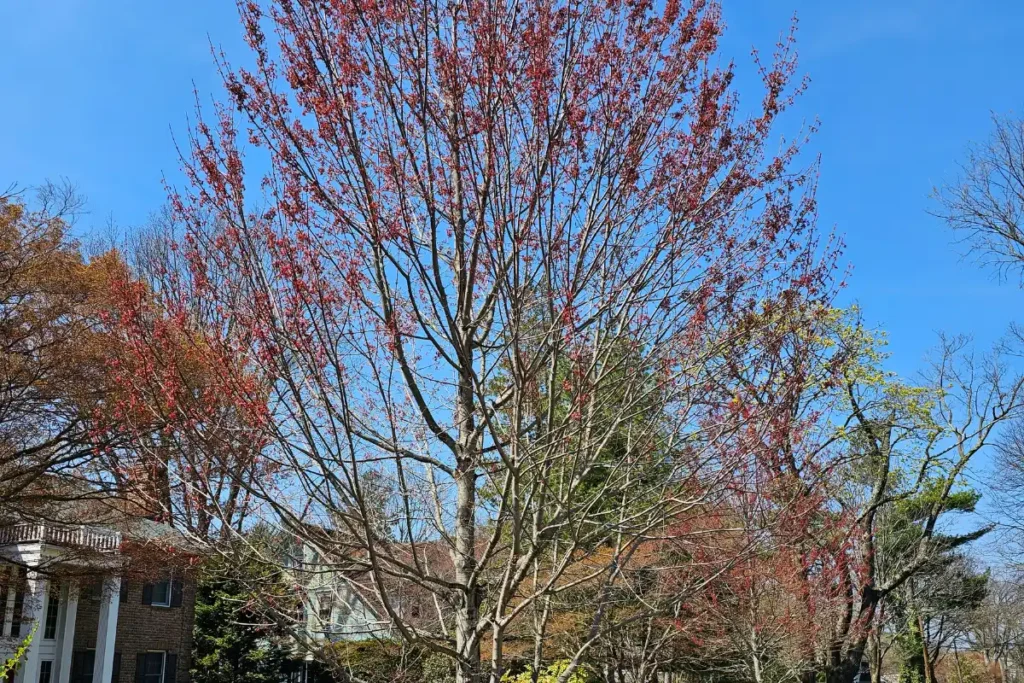 early spring stages of growth on red maple
