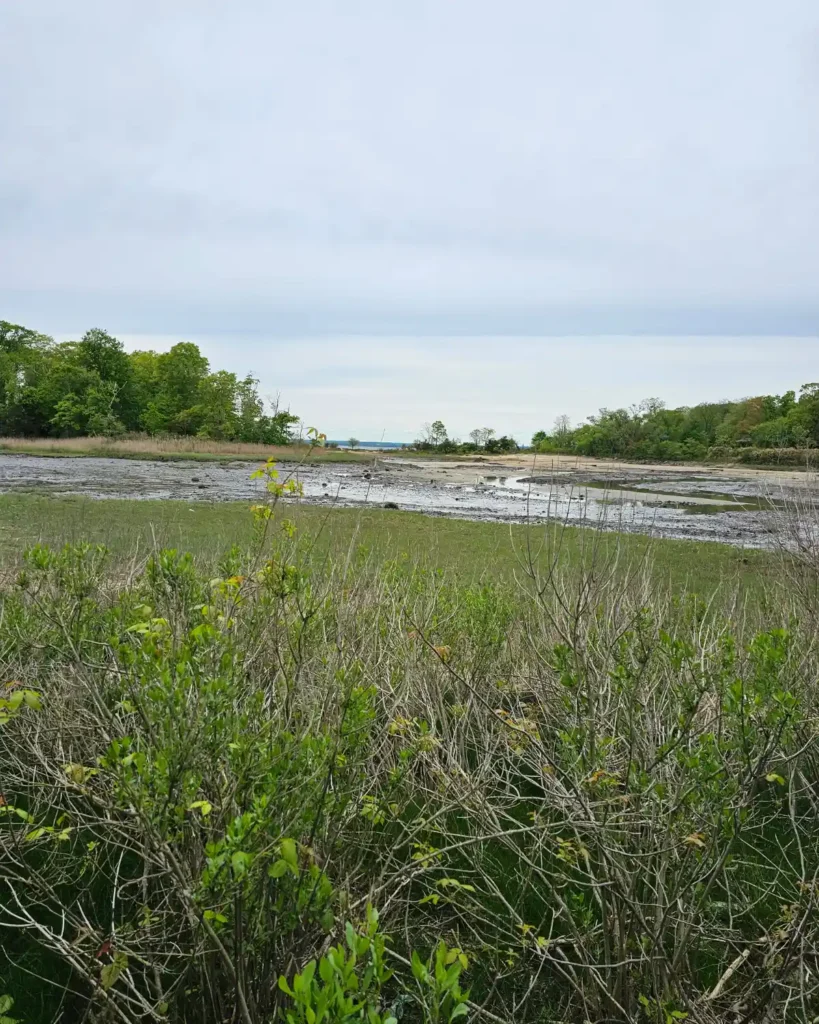 Salt marsh habitat at Welwyn Preserve overlooking the Long Island Sound