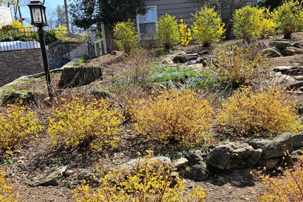 early spring spirea bushes in the sun