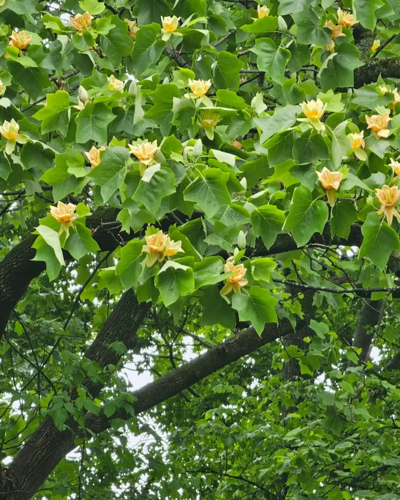 Tulip tree nectar in blooms high in the canopy after spring rain