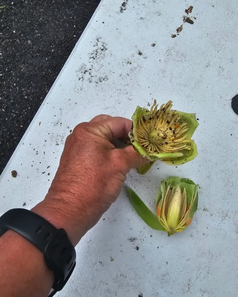 Fallen tulip tree flowers showing their bowl shape