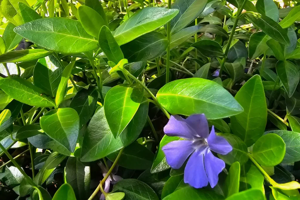 A Walk With A Beekeeper: The Purple Edition 3 a single purple blue vinca flower on the vine