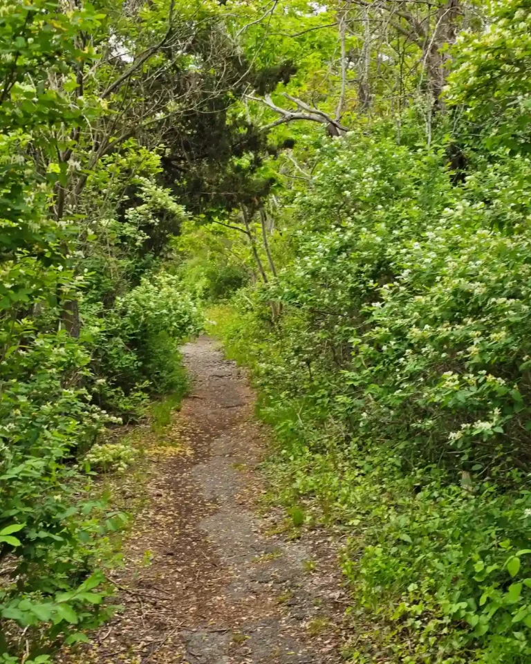 Honeysuckle-lined trail leading toward the salt marsh and Long Island Sound at Welwyn Preserve