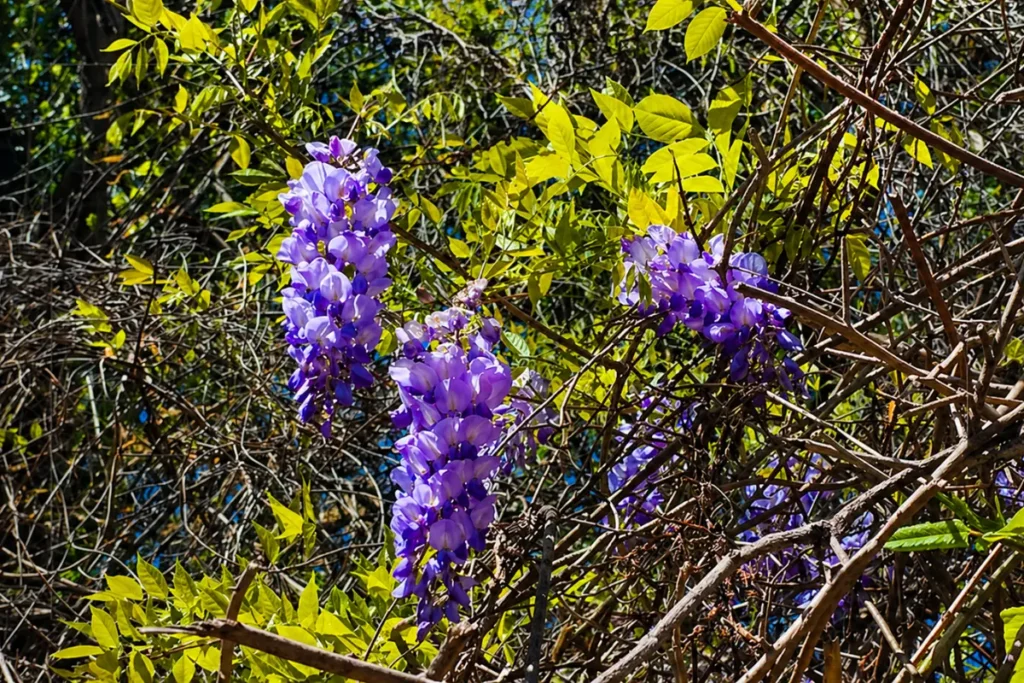 A Walk With A Beekeeper: The Purple Edition 8 purple droops of wisteria