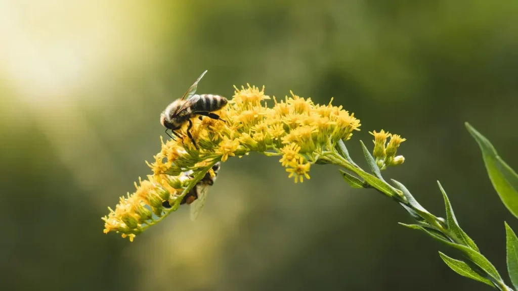 a solitary honeybee resting on goldenrod