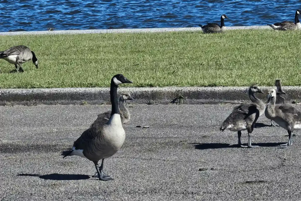 angry goose hissing to protect his family