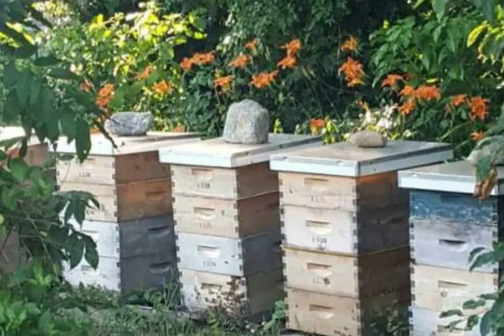 Responsible beekeeping shows apiary with several bee hives arranged thoughtfully and surrounded by flowering plants and forage.
