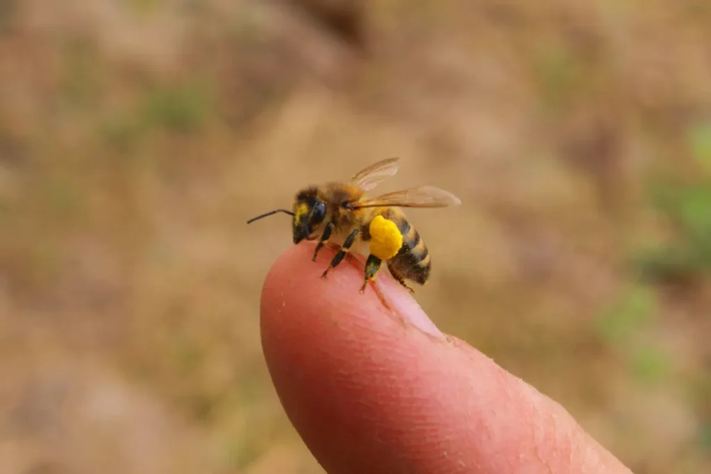 A honey bee with collected pollen sitting on a single fingertip
