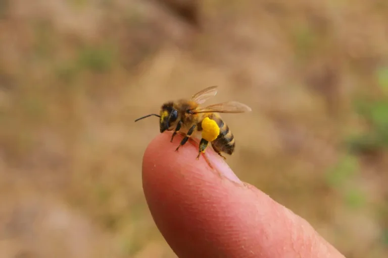 A honey bee with collected pollen sitting on a single fingertip, the heroine of National Honey Bee Day
