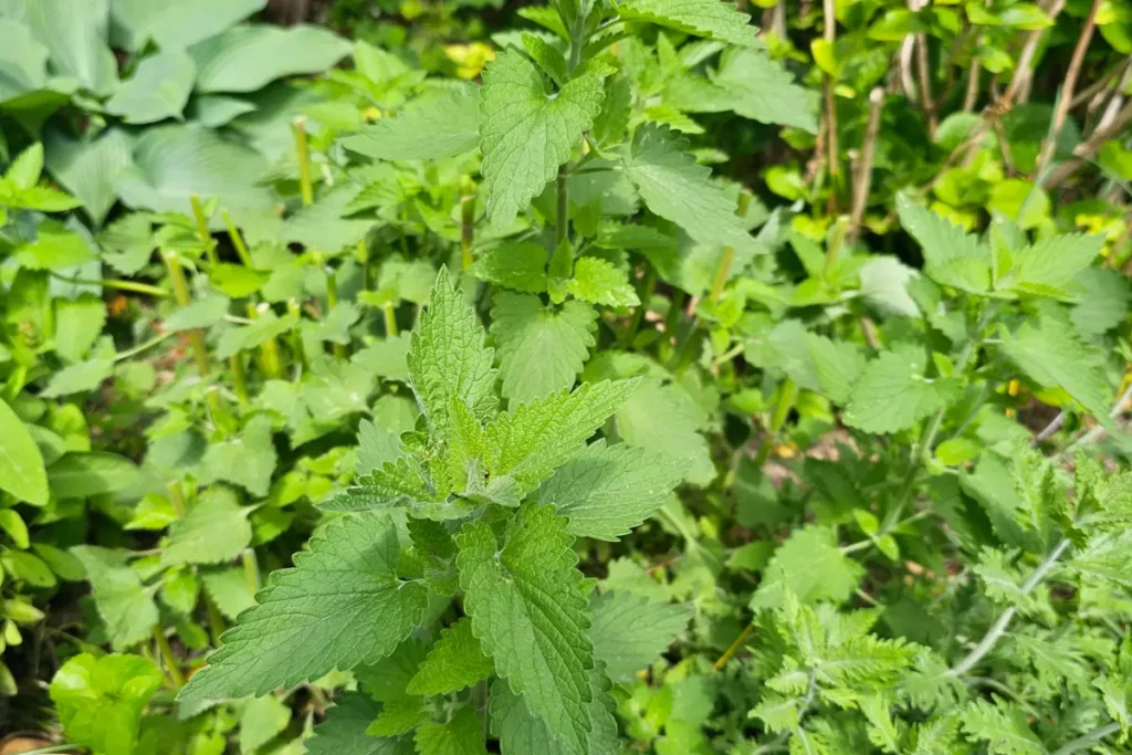 a surprise patch of catnip, a natural mosquito repellent, in the garden