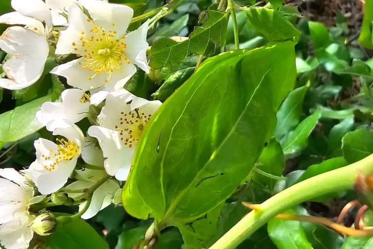 How honey bees use scent to locate flowers like Rosa multiflora in bloom at Heckscher State Park