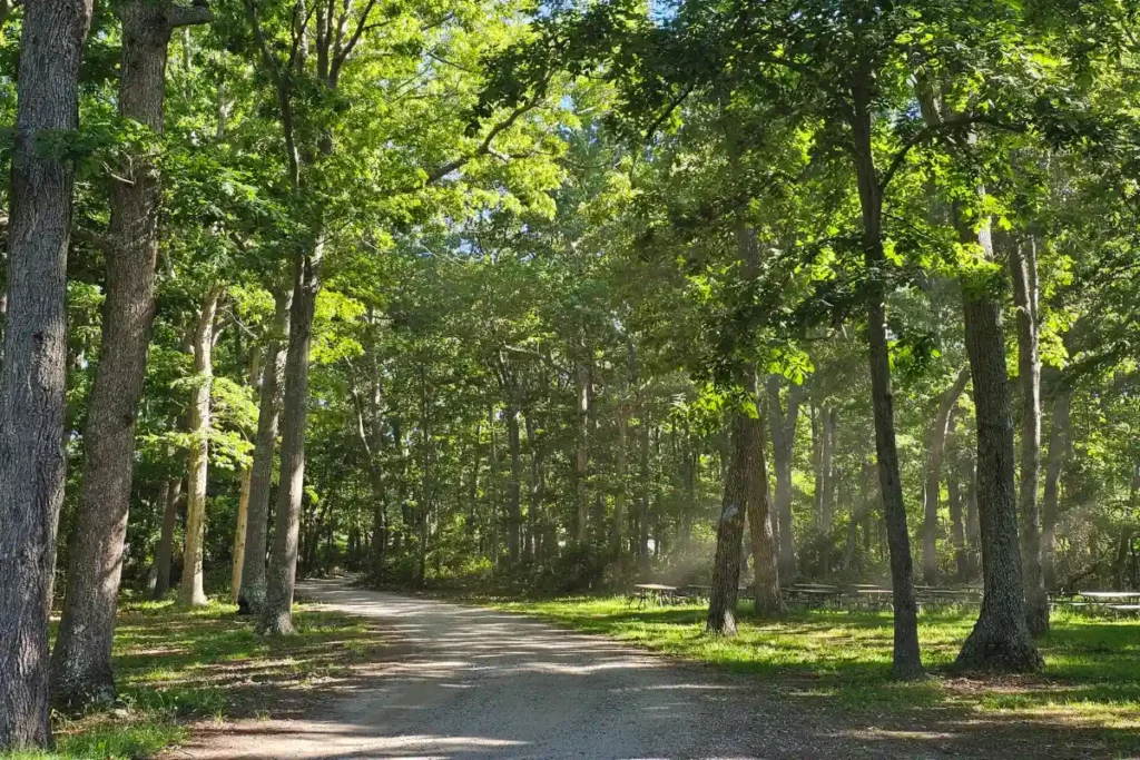 filtered sunlight trail