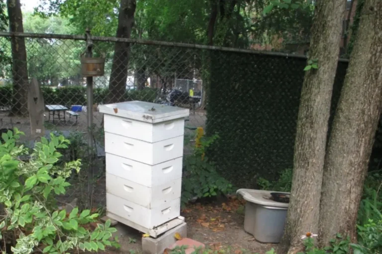 One of my first backyard honey bee hives, placed in a shaded corner of the yard as I began my beekeeping journey.