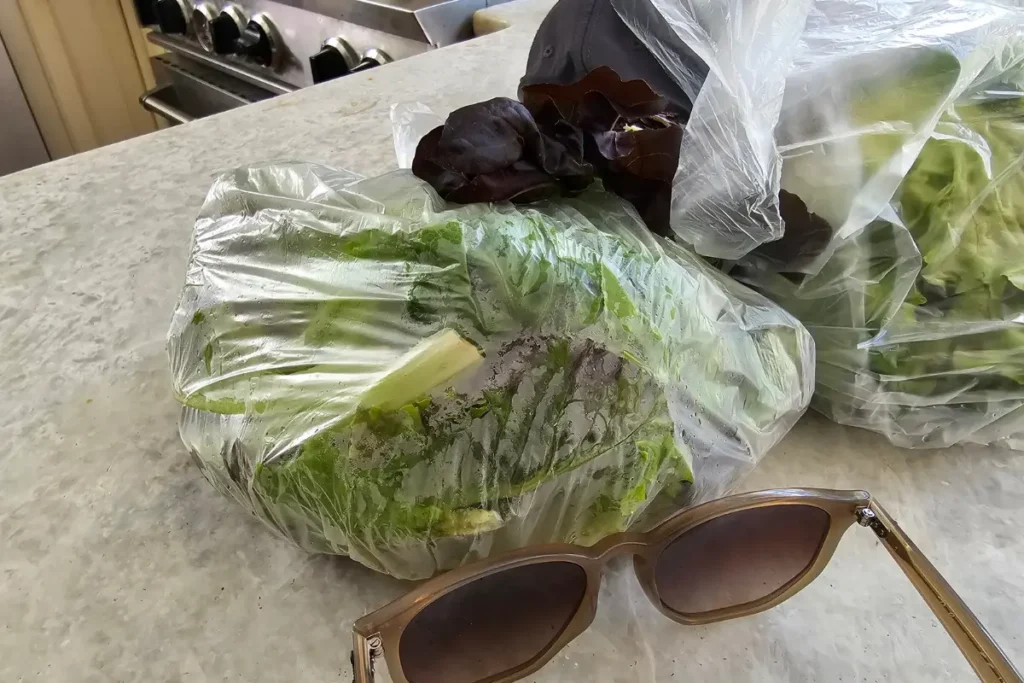 Lettuce and fresh greens from Two Brothers Farm came home with me after Opening Day at the Eisenhower Park Farmers Market.