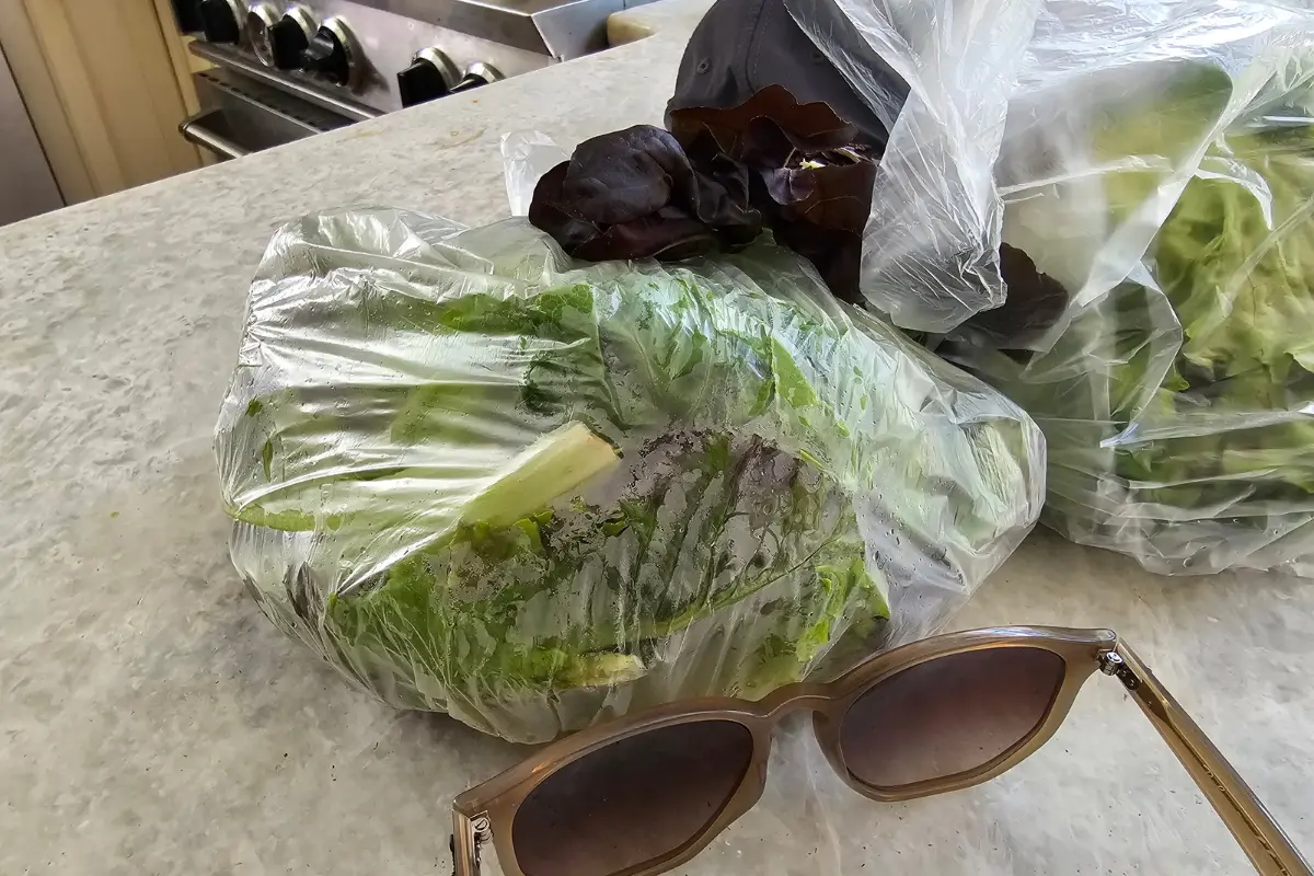 Lettuce and fresh greens from Two Brothers Farm came home with me after Opening Day at the Eisenhower Park Farmers Market.
