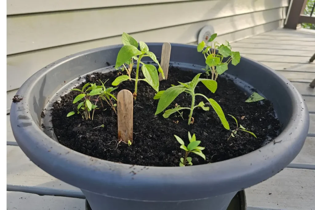 Slightly thinned out seedlings in the Grow With Me Project