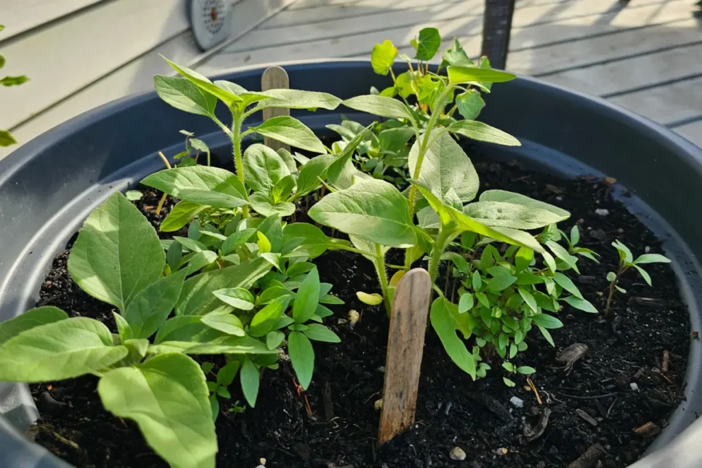 over crowded seedlings from the Grow With Me project