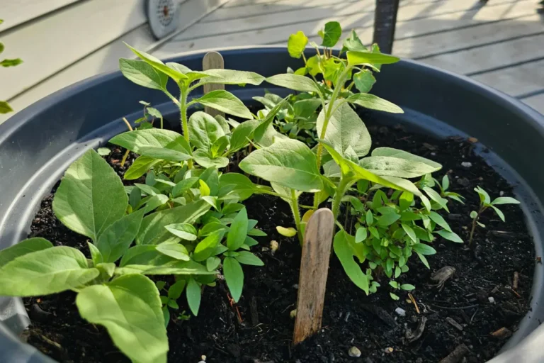 over crowded seedlings from the Grow With Me project