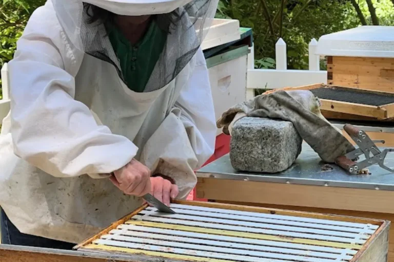 The beekeeper noticed series represented by the beekeeper inspected an open beehive