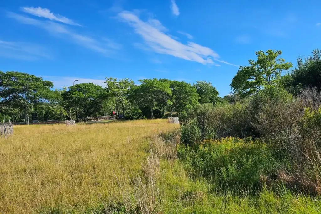 What A 10K At Sunken Meadow Taught Me About Bee Memory 3 Native grasses and no-mow habitat area at Sunken Meadow State Park