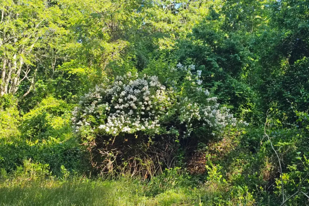 a rosa multiflora hedge at Hecksher State Park