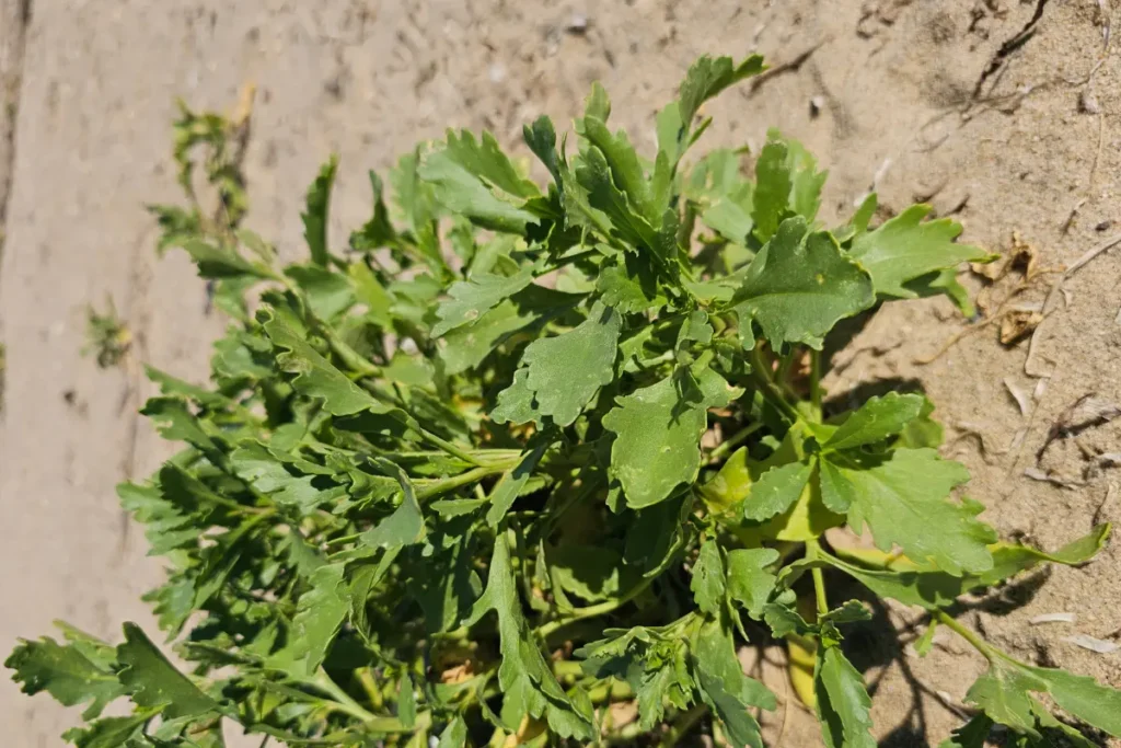 American sea rocket growing along the shoreline before blooming later in summer