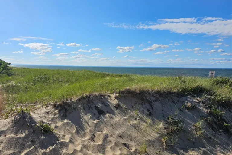 Long Island Sound at Sunken Meadow State Park, where a beekeeper reflected on how honey bees use memory to navigate their world