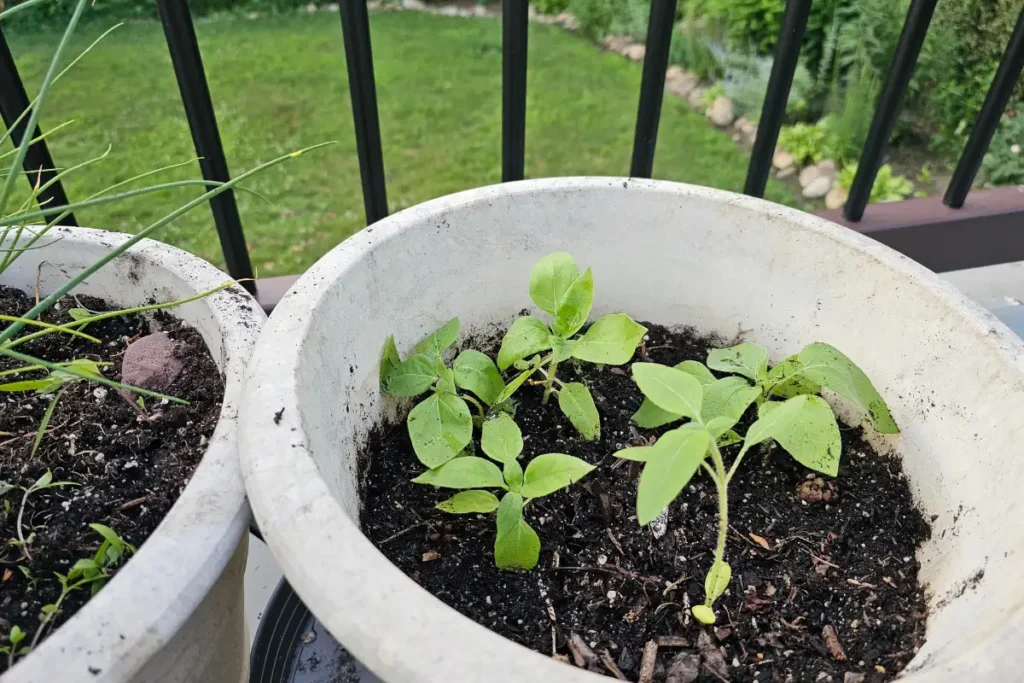 5 Teddy Bear sunflower seedings transplanted into their own pot