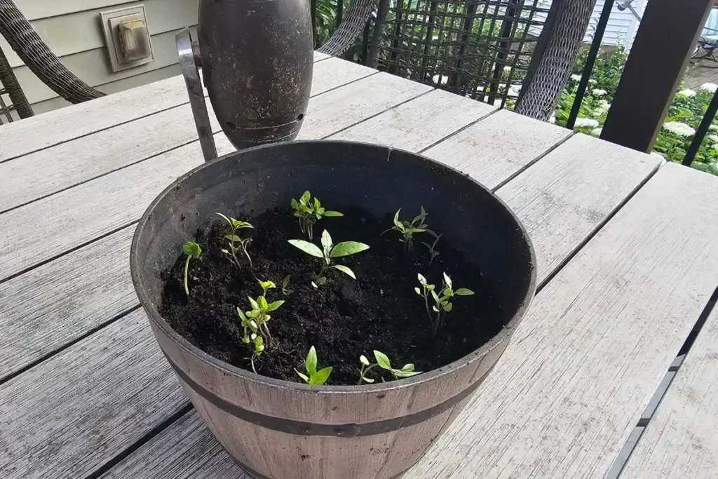Tha Basil seedlings transplanted from The Grow With Me Project