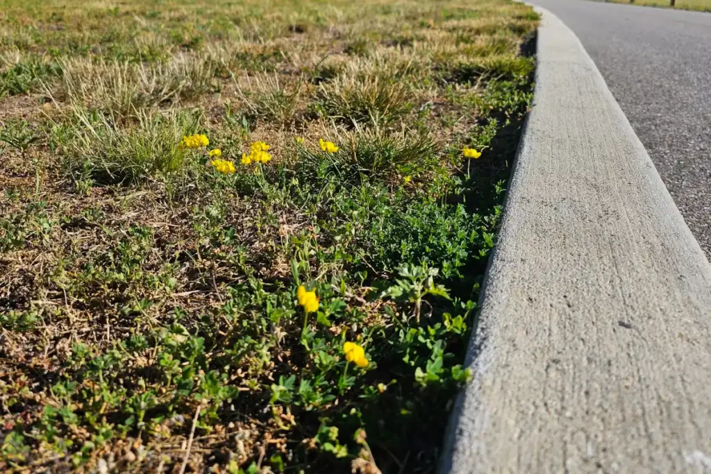 What A 10K At Sunken Meadow Taught Me About Bee Memory 4 Yellow wildflowers growing beside a paved path at Sunken Meadow State Park