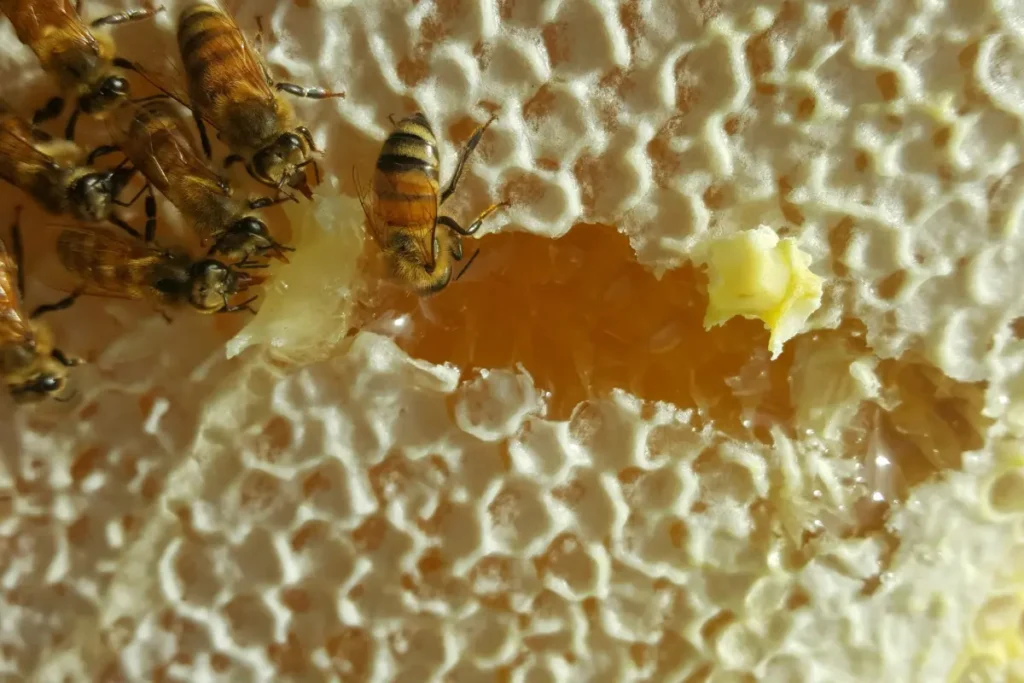 Closeup of beeswax split open and releasing honey