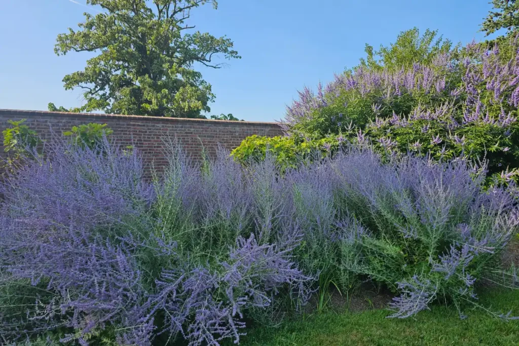 The Walled Garden At Caumsett State Park 5 Towering Russian sage and a blooming Lilac Chastetree attracting honey bees inside the Walled Garden at Caumsett State Park.