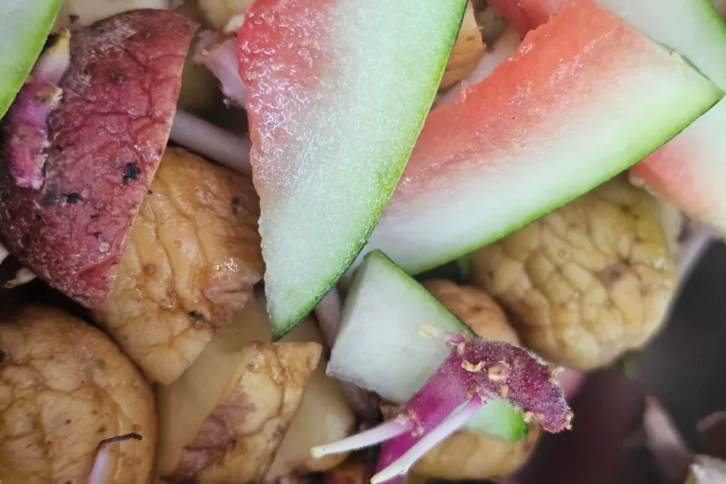 Watermelon rinds and potato scraps prepared for trench composting in a backyard garden.