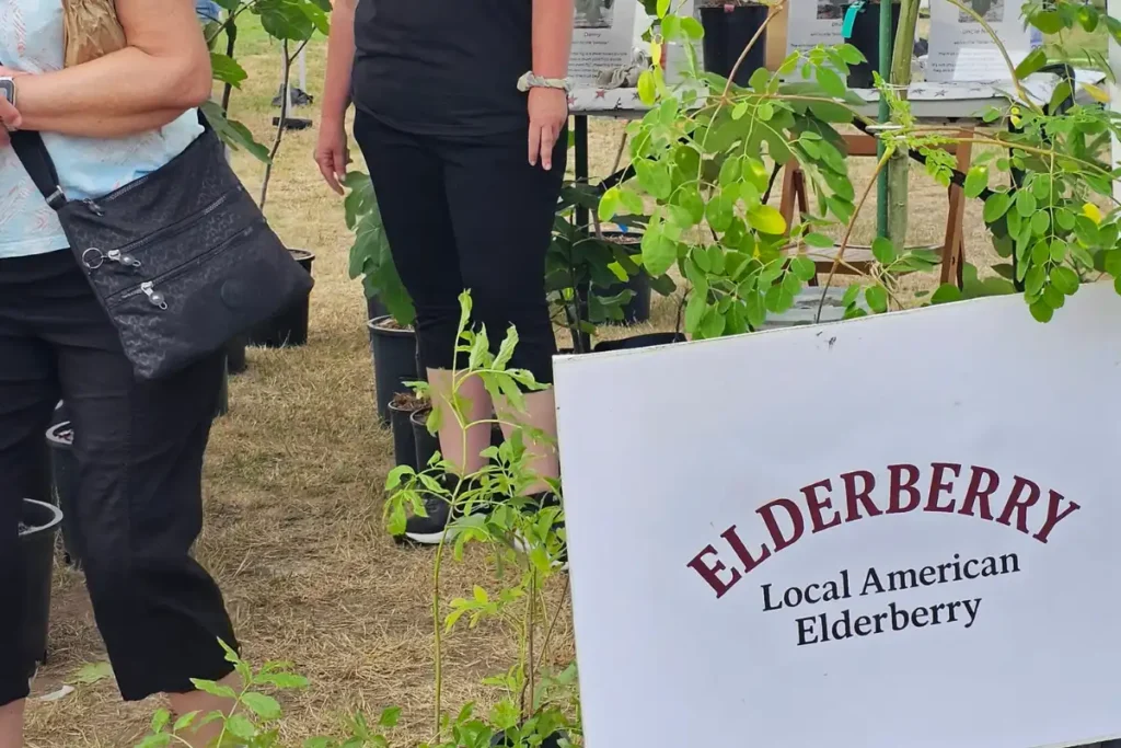 American Elderberry plants for sale at the Eisenhower Park Farmers Market