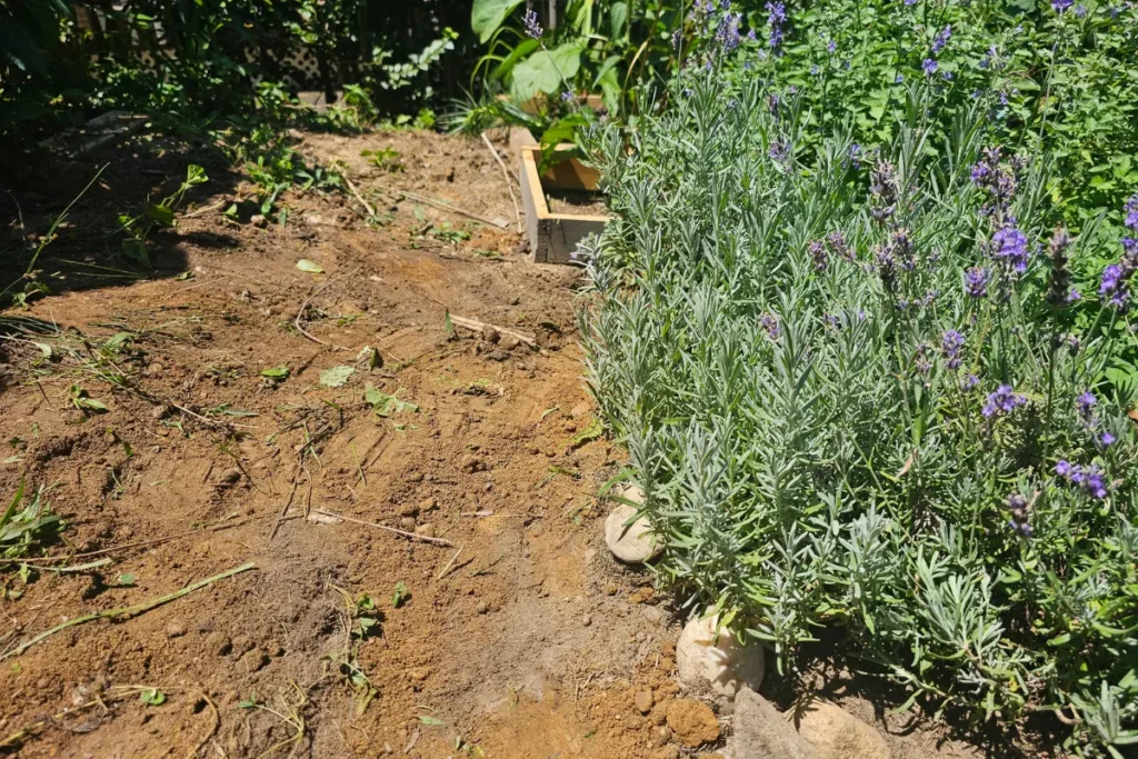 Freshly covered trench composting site in a backyard garden after burying organic kitchen scraps.