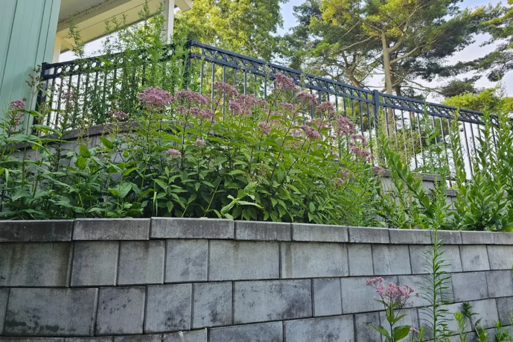 Joe Pye Weed blooming behind the Environmental and Resiliency Center at Hempstead Lake State Park, providing nectar for pollinators.