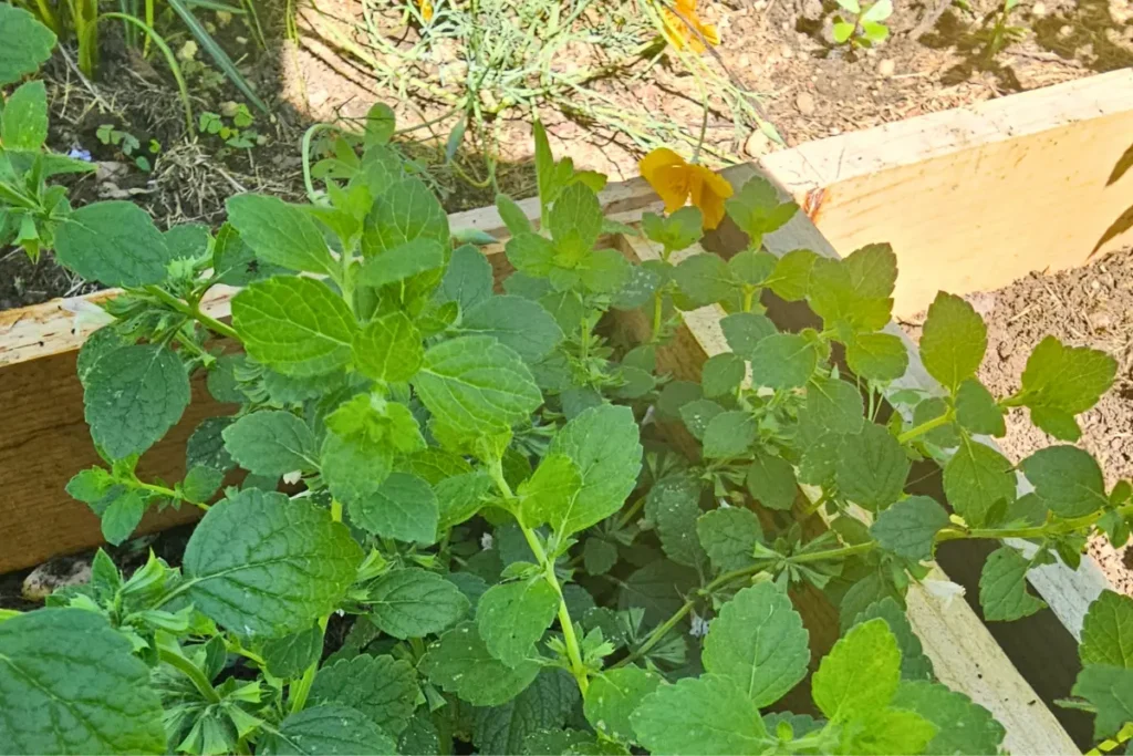 Lemon balm growing in the Backyard Bees garden