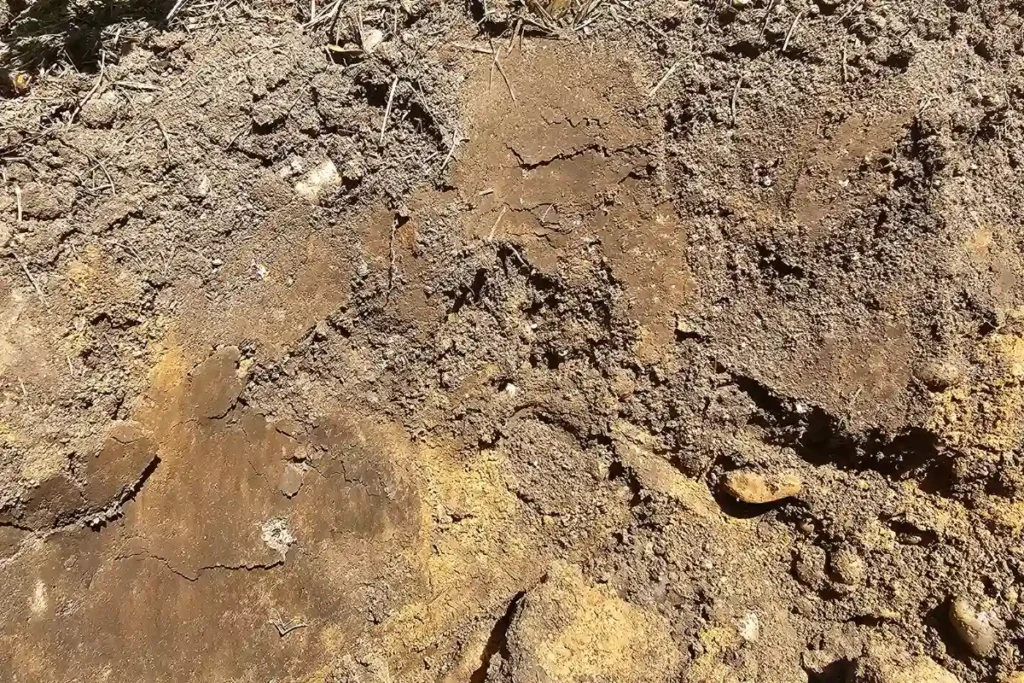 The dirt beneath our feet can be compacted clay soil in a backyard garden with no visible earthworms.