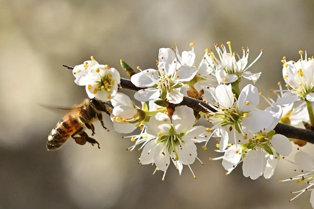 solitary honey bee on white flowers