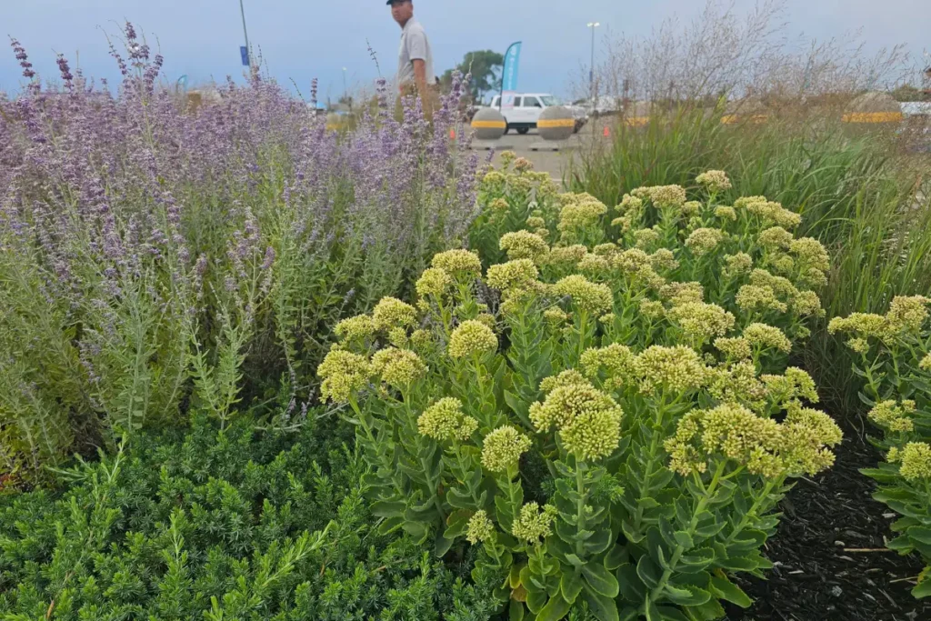 Beautiful Autumn Sedum at Jones Beach State Park landscaping