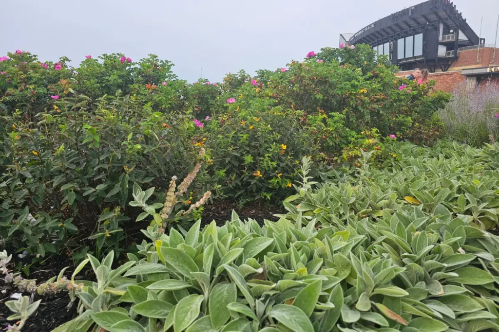 Late-summer flowering plants and ornamental grasses growing around the theater grounds at Jones Beach State Park.