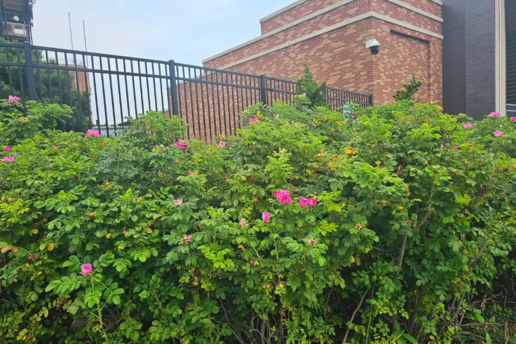 Pink Rugosa Roses in bloom by fence of Jones Beach State Park Theater
