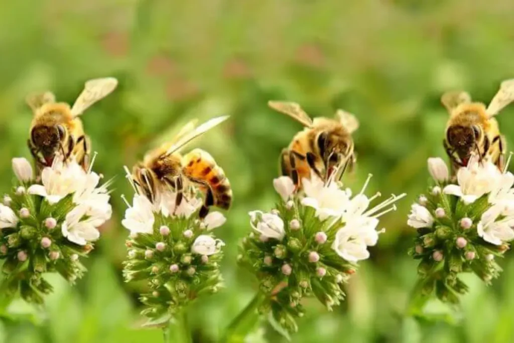 Honey bees foraging on clusters of small white flowers.