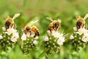 Honey bees foraging on clusters of small white flowers.