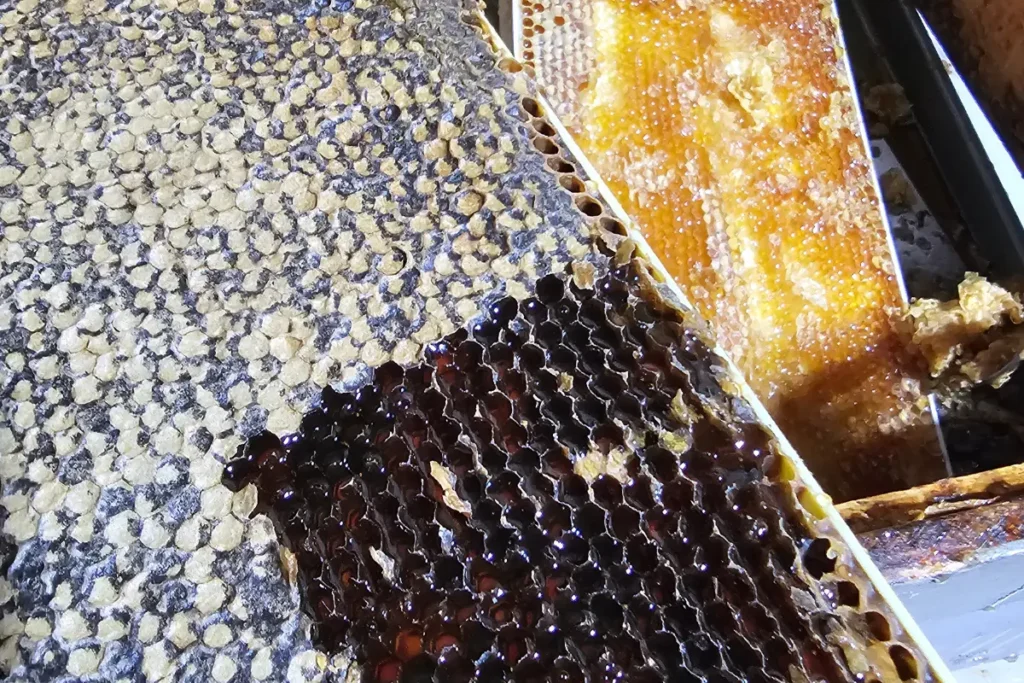 Two frames from the same backyard hive showing dark, fudgy Fall Honey beside lighter golden honey.