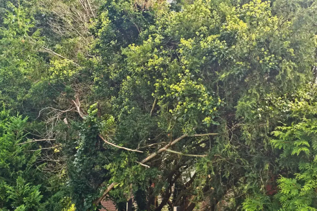 Mature English ivy flowering high in trees beside a backyard apiary on Long Island