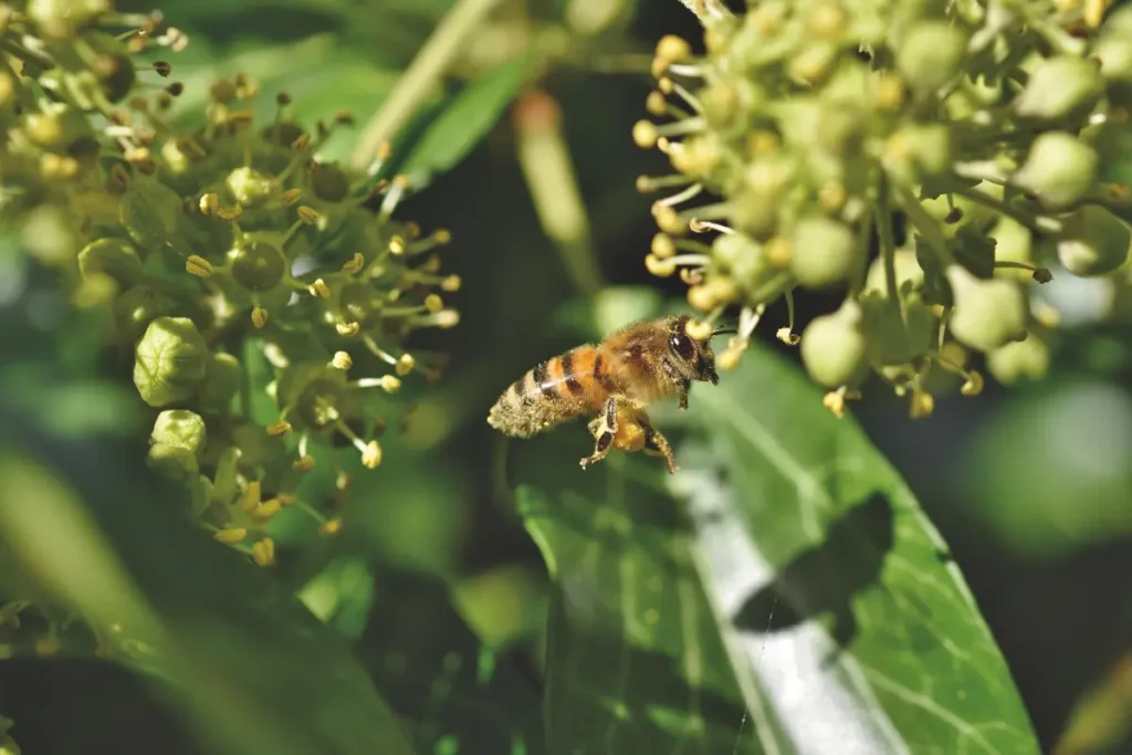 Honey bee foraging on pale green English ivy flowers in late summer
